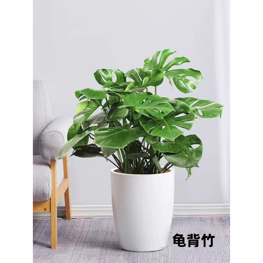 龟背竹