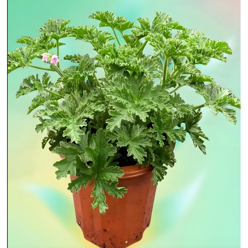 驱蚊草