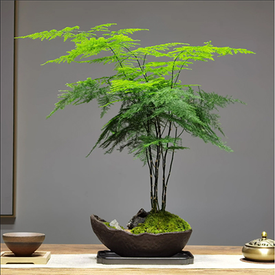 文竹